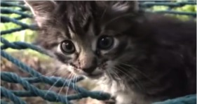 fluffy kitten cuteness overload