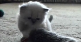 fluffy white kitten so darn cute