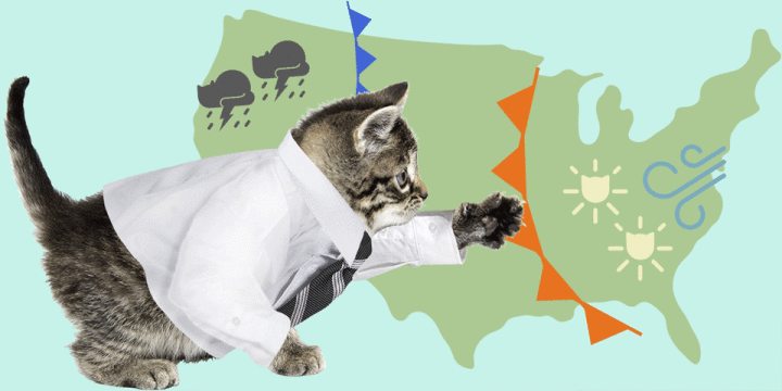 funny weather cat