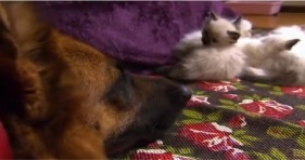 german shepard loves gang of kittens