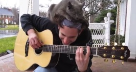 guitar cat adorable
