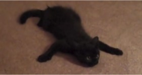 instructional cat yoga video