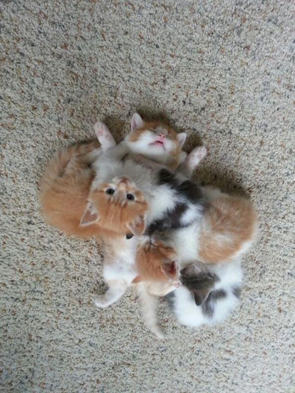 kitten pile of cuteness