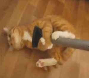 kitten spring cleaning mop