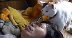 no snooze on kitten alarm clock