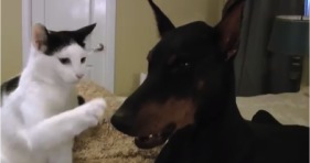 pancake the cat loves doberman