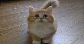 possibly fluffiest kitten ever