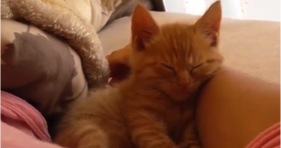 precious baby ginger kitten sleeping