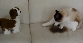 ragdoll cat makes new puppy friend