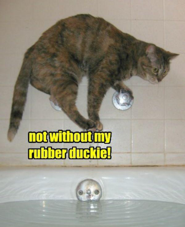 rubber duckie needed cute cat