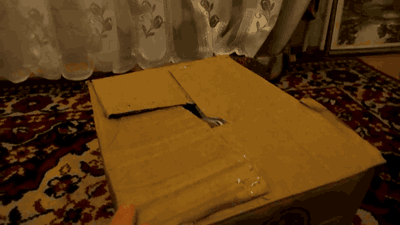 surprise kitten jack in the box