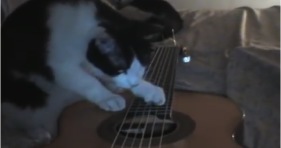talented cute cat guitarist