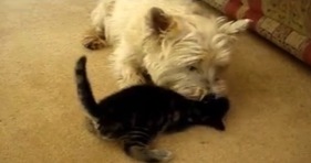terrier and kitten adorable