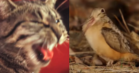 Cat Bird Karaoke