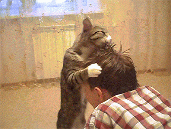 adorable bath kitty cleaning cat