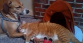 adorable cat and dog holding paws