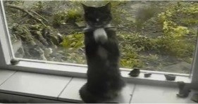 adorable cat dances to gangnam style