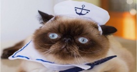 adorable fleet week sailor kitty