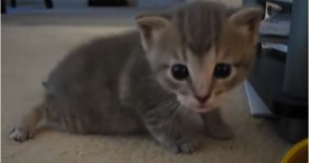 adorable grey wobbly kittens