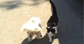 adorable kitten walks blind dog home
