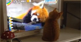 adorable red panda and orange kitten