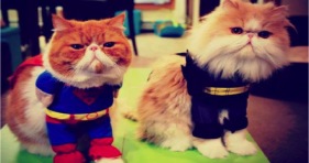 adorable superhero cats