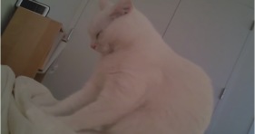 adorable white kitty alarm clock