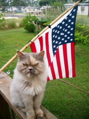 angry cat memorialday american flag