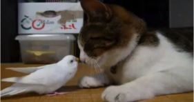 bird and furball cat best friends