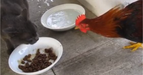 brave rooster versus cat