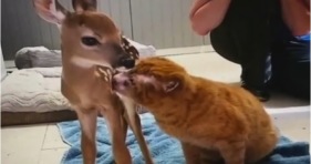 burned cat and fawn are best friends