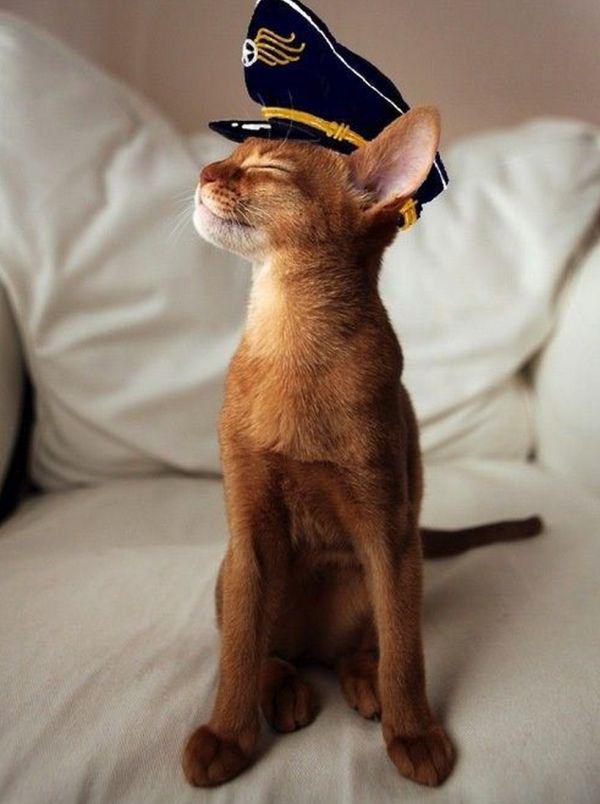 cat-saturday cat in a navy hat adorable