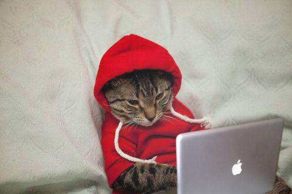 cat saturday caturday surfing the internet