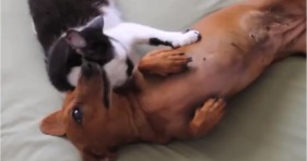 cat subdues excited dachshund pup