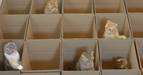 cats in boxes