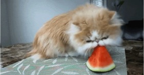 caturday watermelon cat