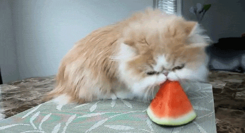 caturday watermelon cat