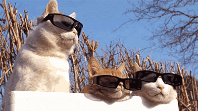 cool summer cats caturday sunglasses