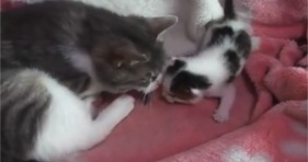 cute baby kitty sounds like a squeaky toy