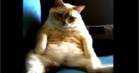 cute cat hiccups and farts hilarious lolcats
