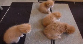 cute ginger kittens learning to walk