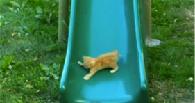 cute kitten on a slide