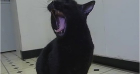 epic cat yawns like tarzan