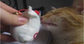 funny cat reaction to cat nip