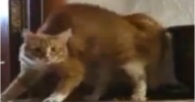 funny lolcats michael jackson thriller cat