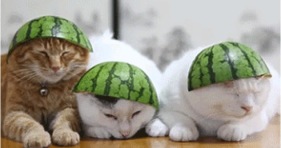 funny watermelon hat cats furballs