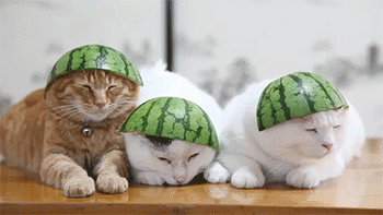 funny watermelon hat cats