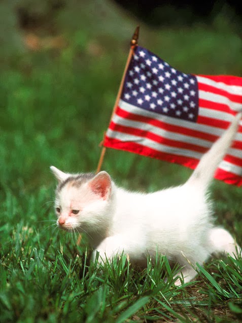 kitten american flag mdw