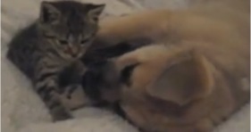kitten loves puppy let's stay together
