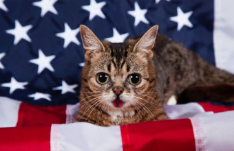 lil-bub-cat-american-flag memorial day